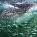 ���� ����� - ���������� ��������!!!, �����������, 56 ��� - ��������� 20 ������� 2009 � ������ ������������� ��������� � ��������� ���!�