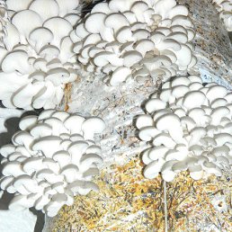 ���� �����, �����������, 58 ��� - ��������� 22 ������� 2012