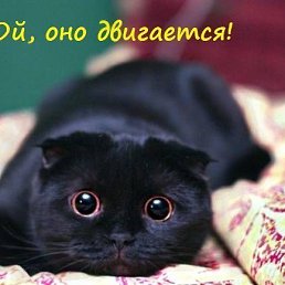 Liza Liza, ����, 23 ����