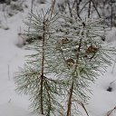 �������-��������� �� ������� ������� ����