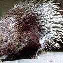 ���� �������, ������, 38 ��� - ��������� 24 ������� 2012 � ������ ���� ����������