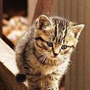 ���� ˸��, ������ - ��������� 6 ������� 2009 � ������ ����������� �����