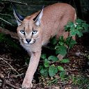 ���� Caracala, ������, 58 ��� - ��������� 20 ���� 2012 � ������ �������