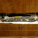  Sasha,  , 56  -  8  2012   