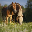 ���� Alehandro, ����������, 53 ���� - ��������� 9 ������ 2012 � ������ ���� ���