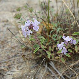 �������, ������, 63 ����