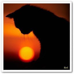 ������, ������