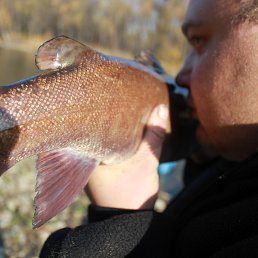 ���� �������, �����������, 42 ���� - ��������� 22 ������ 2014