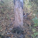 ���� �������, �����������, 32 ���� - ��������� 31 ������� 2013 � ������ ���� ����������