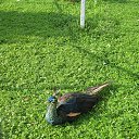 ���� ������, ������, 64 ���� - ��������� 21 �������� 2013 � ������ �� ����� ���� "�������" 18.09.2013�