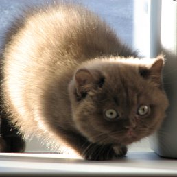 ���� �����, ������, 51 ��� - ��������� 11 ������� 2014