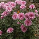 ���� �������, ����, 69 ��� - ��������� 21 ������ 2013 � ������ ���� ����������