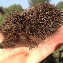 ���� Serg, ������, 43 ���� - ��������� 16 ������� 2013