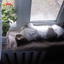 ���� �������, ���������, 52 ���� - ��������� 17 ������ 2013 � ������ ���� ����������