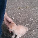  D.s., , 38  -  2  2013   12  2013, 