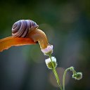  Clio, , 59  -  11  2014   