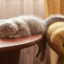���� ---Vremya I Steklo ---, ���������, 52 ���� - ��������� 11 ������ 2014 � ������ ���� ����������