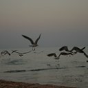   , , 53  -  6  2013   2013 