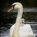 ���� ��������, ��������, 70 ��� - ��������� 1 ������ 2014 � ������ ���� ����������