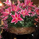 ���� Tim, ��������� - ��������� 25 ������ 2013 � ������ �������