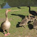 Hamburg,Bramfelder See �� ������� ������ ��������