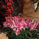 ���� Tim, ��������� - ��������� 25 ������ 2013 � ������ �������