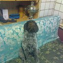 ���� ����, �����������, 38 ��� - ��������� 17 �������� 2013 � ������ �������