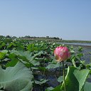  Donna, , 42  -  24  2013    