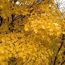 beauty of autumn.. �� ������� �Miscellaneous�