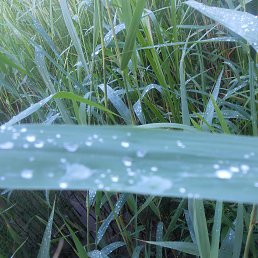 Neznakomka, �������