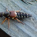 ���� ��������, �����-��������� - ��������� 21 �������� 2013 � ������ ���� ����������