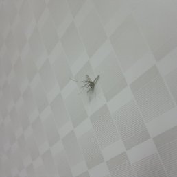 ���� ������, ���������, 38 ��� - ��������� 22 ������� 2013