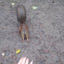 ����������� 187