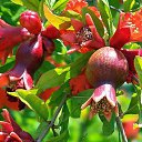  Viktoria Aleksandrina,  -  4  2014    