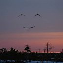  Loseff Yurij, , 63  -  10  2013   