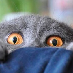 ���� Yuri, �������������-����������, 52 ���� - ��������� 29 �������� 2013