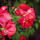 ���� �����, ��������������, 31 ��� - ��������� 10 ������� 2014 � ������ �� Nikon D5100�