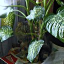 ���������... �� ������� ���� ���� � ������ ��������