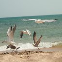   , , 53  -  6  2013   2013 