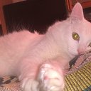 ���� �������, ������, 43 ���� - ��������� 28 ������� 2014 � ������ ���� ����������