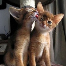 ����, �����-���������, 44 ����