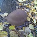 ���� �������, �����������, 32 ���� - ��������� 31 ������� 2013 � ������ ���� ����������