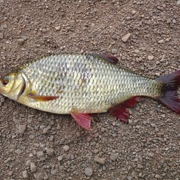 �����, ������, 56 ���