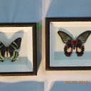 ����������� ������� �� ������� ���� ����������