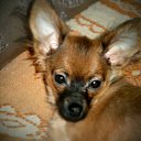 ��� ����� �� ������� ���������