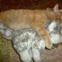 ���� �����, �����������, 43 ���� - ��������� 25 �������� 2013 � ������ ���� ����������