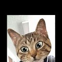 CatWang �� ������� ���� ����������