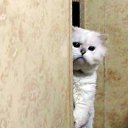 ���� �������, �����, 54 ���� - ��������� 24 ������ 2014 � ������ �������