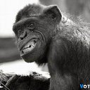 ���� ���������, ������, 61 ��� - ��������� 4 ������� 2014