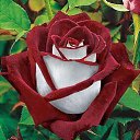  Loseff Yurij, , 63  -  29  2013        